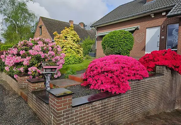 Jardin coloré et fleuri