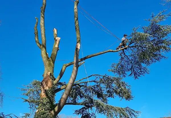 Personne utilisant une petite excavatrice dans le jardin d'une maison pour arracher du bambou, sous un ciel bleu.