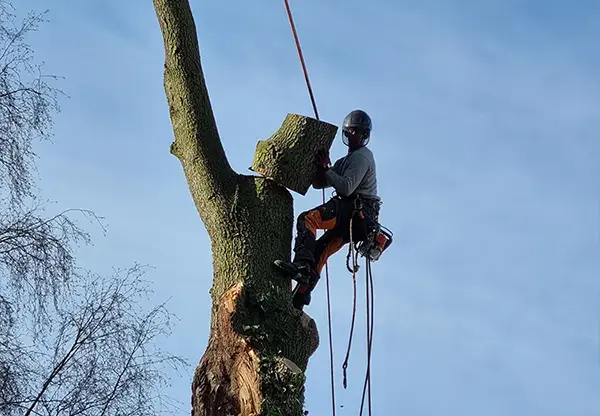 Un homme élague un arbre devant une maison, favorisant la luminosité et un environnement harmonieux et sain.